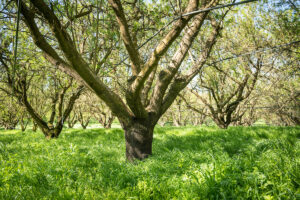 Funding for Central Valley Farmers for conservation cover under almond trees