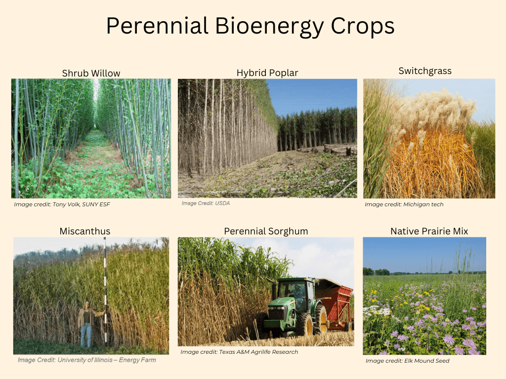 Perennial crops for bioenergy are harvested for the use of their biomass to be converted into a renewable fuel source, especially for the generation of heat, electricity, and biochar.