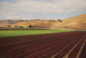 california farmland