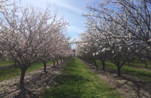 Paul Lum's almond orchard with conservation cover, which is an example of healthy soil practices.
