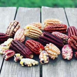 oaxacan heritage corn in different colors and shapes