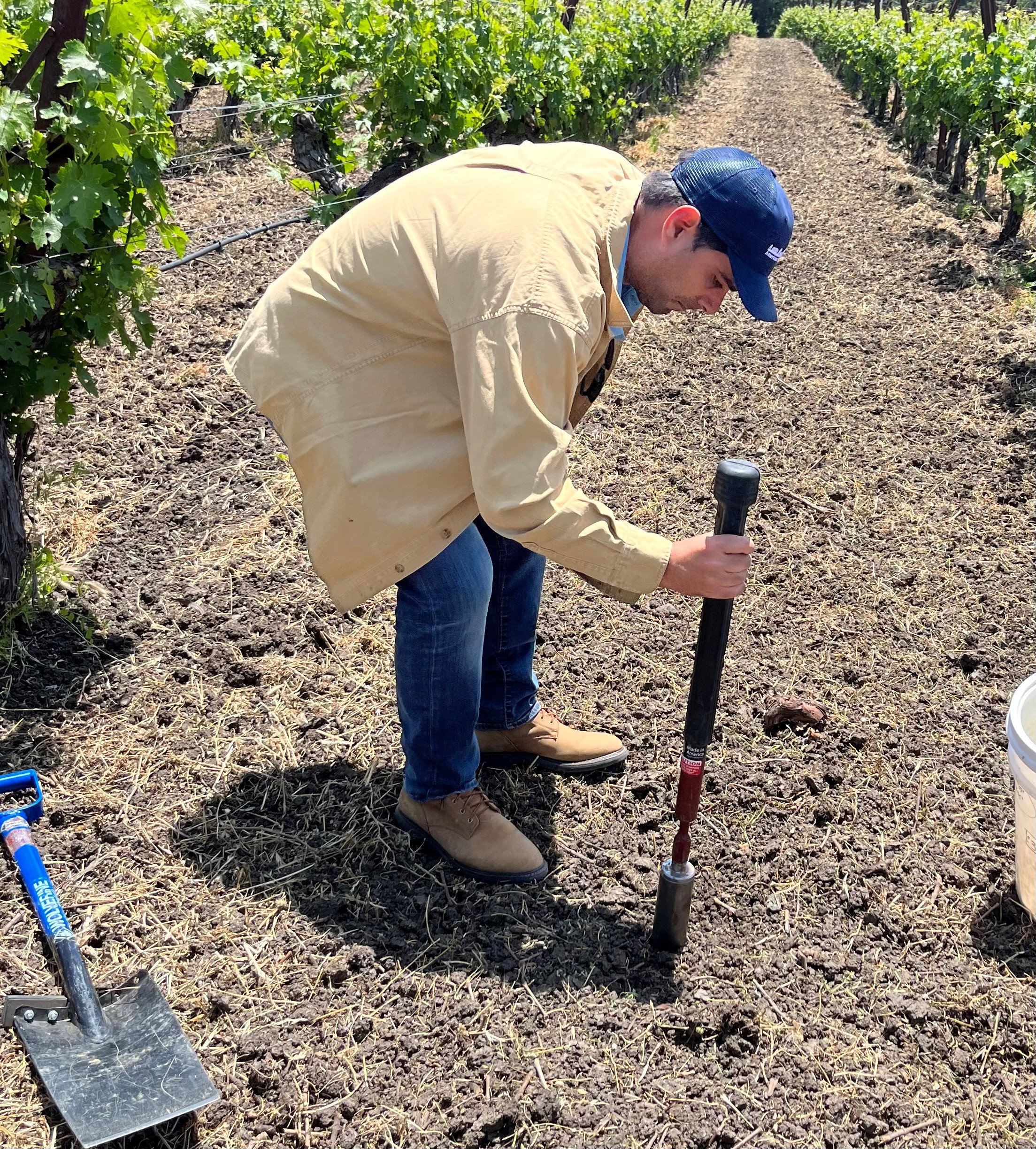 man tests soil in Napa Valley vineyard