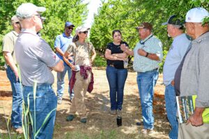 Women and men farmers stand in an almond orchard to discuss cover crops.