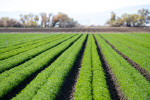 rows of farm crops in California's San Joaquin Valley