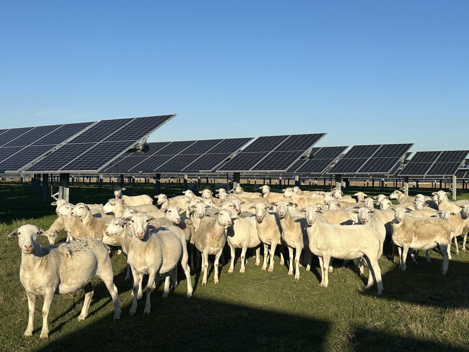 Texas Solar Sheep is Creating a Bright Future for Agrivoltaics in Texas ...