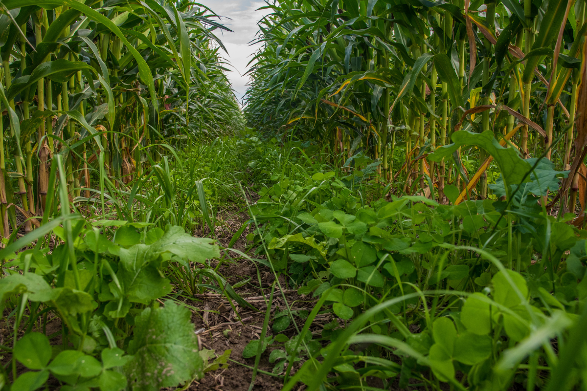 Advanced Soil Health Training – Program Summary - American Farmland Trust