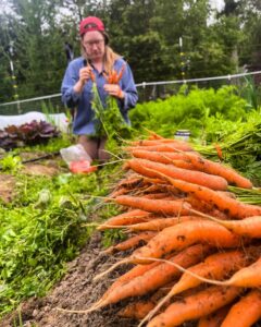 Harvesting carrots
