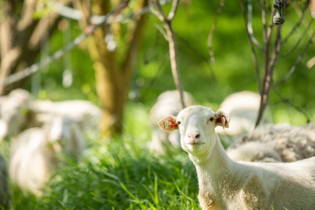 “easy care” dorper, katahdin, romanoff crosses sheep in almond orchard