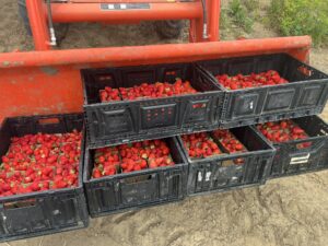 Harvesting strawberries for a California farmers market