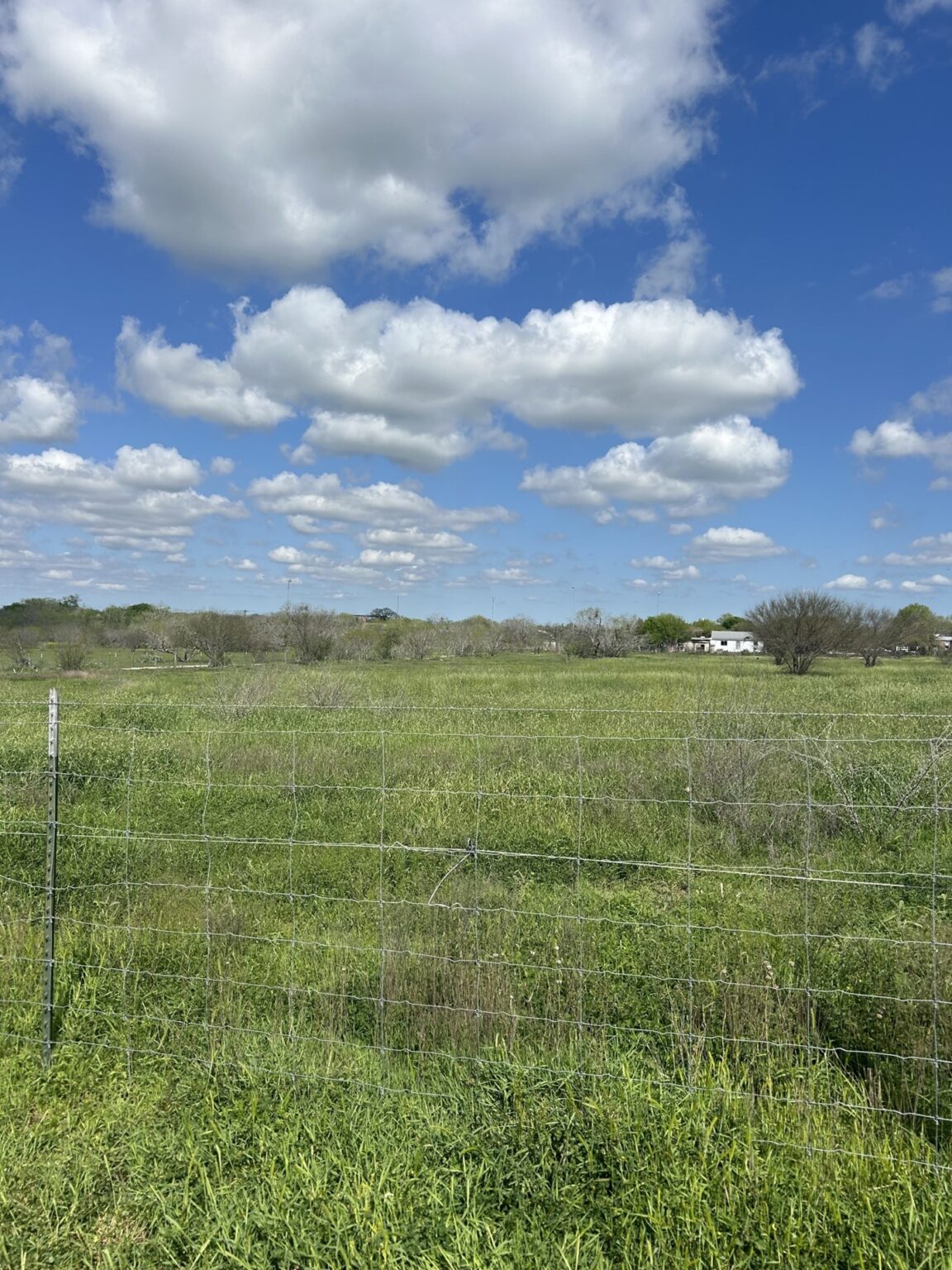 Fields to Futures: Texas Mesquite Field Farms' Journey of Growth and ...