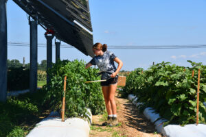 Katie stringing tomatoes at Rutgers’ Agricultural Research and Extension Center. 