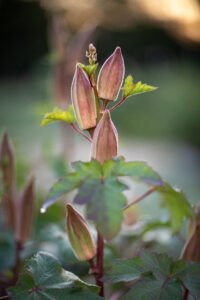 Close up of okra growing. 