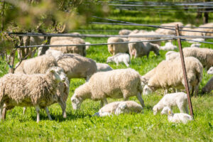 sheep graze on California pasture