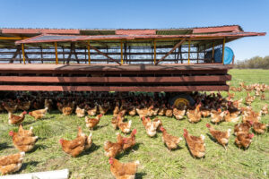 A mobile chicken coop.